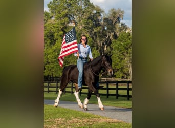 Friesian horses Mix, Gelding, 4 years, 13.3 hh