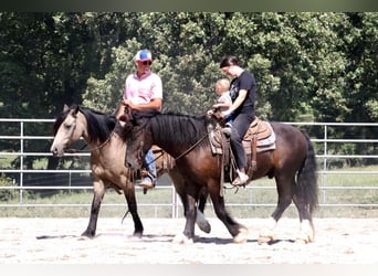 Friesian horses Mix, Gelding, 4 years, 14.2 hh, Black