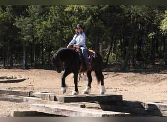 Friesian horses Mix, Gelding, 4 years, 14.2 hh, Black