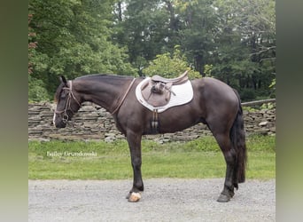 Friesian horses, Gelding, 4 years, 14.2 hh, Black