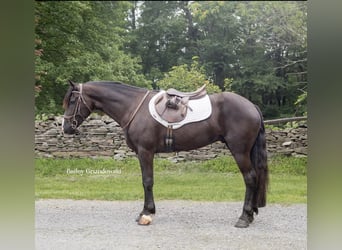 Friesian horses, Gelding, 4 years, 14.2 hh, Black