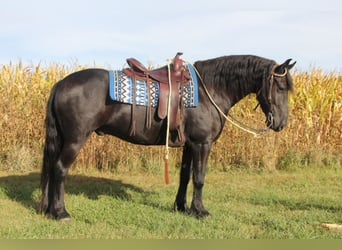 Friesen Mix, Wallach, 4 Jahre, 14,3 hh, Rappe