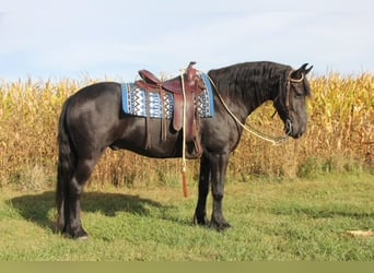 Friesen Mix, Wallach, 4 Jahre, 14,3 hh, Rappe