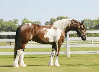 Friesian horses Mix, Gelding, 4 years, 14.3 hh, Chestnut