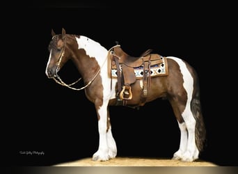 Friesian horses Mix, Gelding, 4 years, 14.3 hh, Chestnut