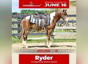 Friesian horses Mix, Gelding, 4 years, 14 hh