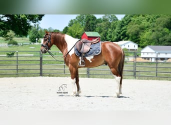 Friesian horses Mix, Gelding, 4 years, 14 hh