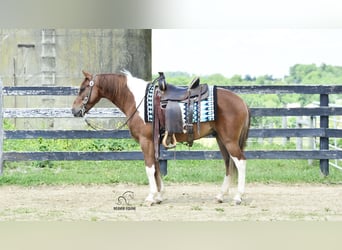 Friesian horses Mix, Gelding, 4 years, 14 hh