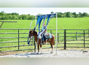 Friesian horses Mix, Gelding, 4 years, 14 hh
