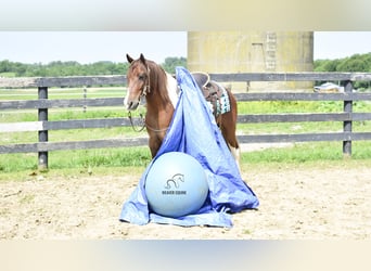 Friesian horses Mix, Gelding, 4 years, 14 hh