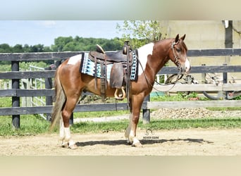 Friesian horses Mix, Gelding, 4 years, 14 hh