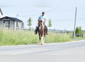 Friesian horses Mix, Gelding, 4 years, 14 hh