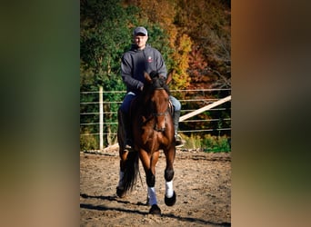 Friesian horses, Gelding, 4 years, 15,1 hh, Bay