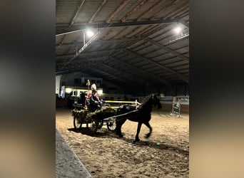 Friesian horses, Gelding, 4 years, 15,1 hh, Black