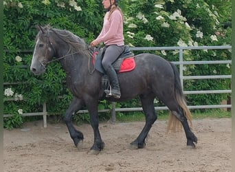 Friesian horses Mix, Gelding, 4 years, 15.1 hh, Grey-Dark-Tan