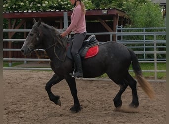 Friesian horses Mix, Gelding, 4 years, 15.1 hh, Grey-Dark-Tan
