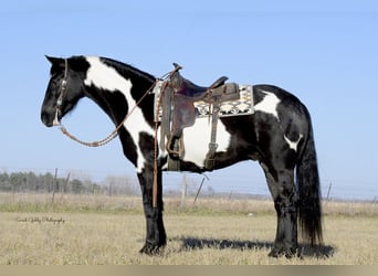 Friesian horses, Gelding, 4 years, 15.1 hh, Overo-all-colors