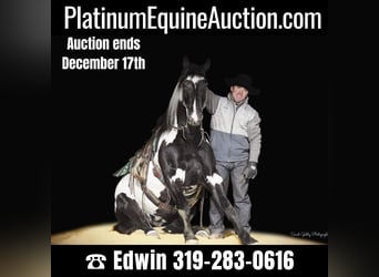 Friesian horses, Gelding, 4 years, 15.1 hh, Overo-all-colors