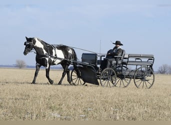 Friesian horses, Gelding, 4 years, 15.1 hh, Overo-all-colors