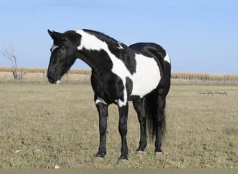Friesian horses, Gelding, 4 years, 15.1 hh, Overo-all-colors