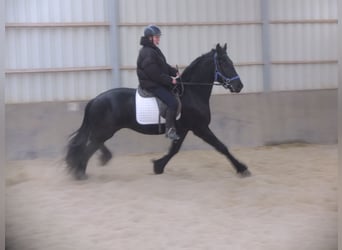 Friesian horses, Gelding, 4 years, 15.2 hh, Black