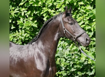 Friesian horses Mix, Gelding, 4 years, 15.2 hh, Black