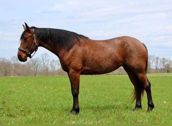 Friesian horses, Gelding, 4 years, 15.2 hh, Roan-Bay