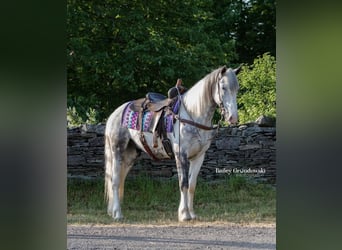 Friesian horses, Gelding, 4 years, 15.2 hh, Tobiano-all-colors