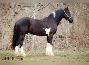 Friesian horses, Gelding, 4 years, 15,2 hh, Tobiano-all-colors