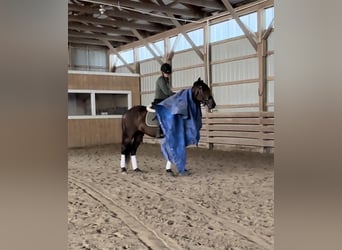 Friesian horses Mix, Gelding, 4 years, 15.3 hh, Bay-Dark