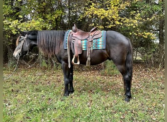 Friesian horses Mix, Gelding, 4 years, 15.3 hh, Bay-Dark