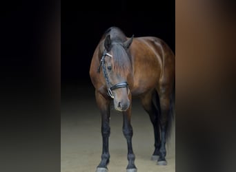 Friesian horses Mix, Gelding, 4 years, 15.3 hh, Bay-Dark