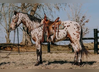 Friesian horses, Gelding, 4 years, 15.3 hh, Bay