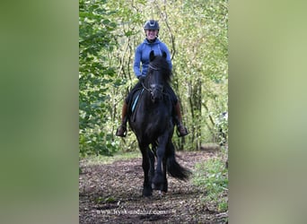 Friesian horses, Gelding, 4 years, 15.3 hh, Black