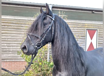 Friesian horses, Gelding, 4 years, 15.3 hh, Black