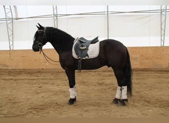 Friesian horses Mix, Gelding, 4 years, 15.3 hh, Black