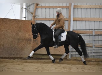 Friesian horses Mix, Gelding, 4 years, 15 hh, Black