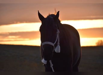 Friesian horses Mix, Gelding, 4 years, 15 hh, Black