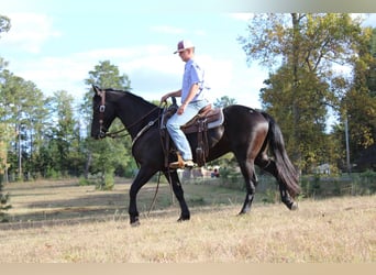 Friesian horses, Gelding, 4 years, 15 hh, Black