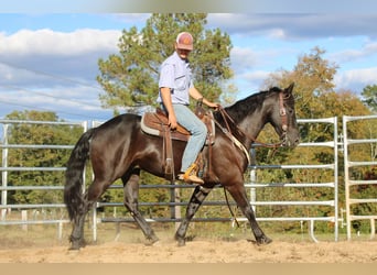 Friesian horses, Gelding, 4 years, 15 hh, Black