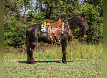 Friesian horses, Gelding, 4 years, 15 hh, Black