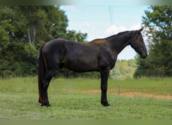 Friesian horses, Gelding, 4 years, 15 hh, Black
