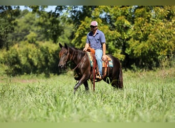 Friesian horses, Gelding, 4 years, 15 hh, Black