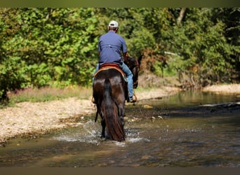 Friesian horses, Gelding, 4 years, 15 hh, Black