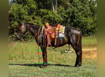 Friesian horses, Gelding, 4 years, 15 hh, Black