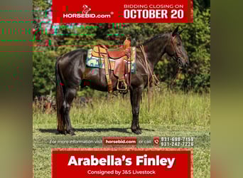 Friesian horses, Gelding, 4 years, 15 hh, Black