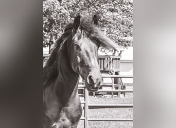 Friesian horses Mix, Gelding, 4 years, 15,1 hh, Black