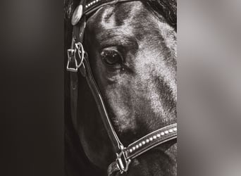 Friesian horses Mix, Gelding, 4 years, 15,1 hh, Black