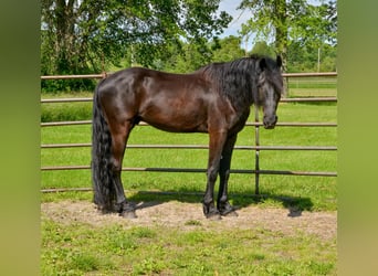 Friesian horses Mix, Gelding, 4 years, 15,1 hh, Black