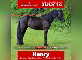 Friesian horses Mix, Gelding, 4 years, 15,1 hh, Black